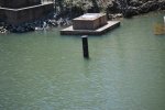 DSC_0110.JPG