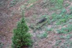 WolfGroundhog.jpg