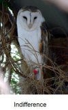 Barn Owl (Tyto alba), Common Barn Owl 2 - Kyabram Fauna Park, VIC.jpg