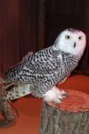 CTowl.jpg