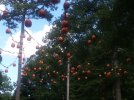 20180902_153106.jpg