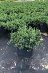 juniper-blue-in-pot.jpg