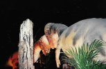 The Great Monster Marsh 90s (Facebook)Jim Blasingame 4.jpg