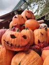 Pumpkins 1.jpg