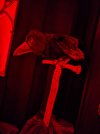 PXL_20211014_233949245.NIGHT.jpg