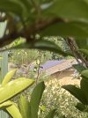 IMG_2585.jpeg