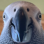 1775187679718.png