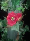 Crazy Eye Rose.jpg