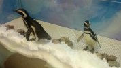 Ice Palace penguins.jpg