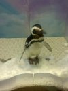Ice Palace Ferdy is purdy.jpg