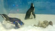 05- Ice Palace - penguins 2.jpg