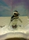 05- Ice Palace - Ferdy.jpg
