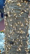 Super Bright Tree-2.jpg