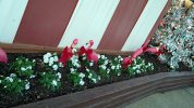 Pink Flamingos-1.jpg