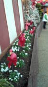 Pink Flamingos-2.jpg