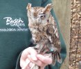 Screech Owl 1.JPG