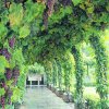 grape-vine-walkway-m.jpg