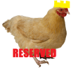 chickenking1.png