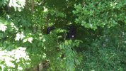IllumiNights speakers - Oktoberfest woods.JPG