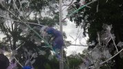 IllumiNights - ants 3.JPG