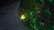 IllumiNights - turtle 3.JPG