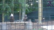 Eagle Ridge - 3 eagles.JPG
