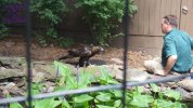 Aquilla - feeding 1.JPG