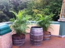 Bridge Planters.jpg