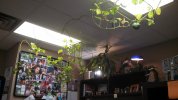 plants.JPG