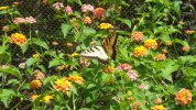 Wild Reserve - Butterfly.JPG