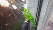 Lorikeet Glen 1.JPG