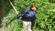 Lorikeet Glen 3.JPG