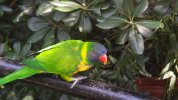 Lorikeet Glen 4.JPG