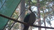 Lorikeet Glen 6.JPG