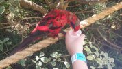 Lorikeet Glen 7.JPG