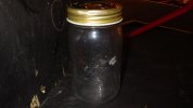 NB - my pet firefly.JPG