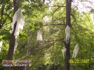 HOS Ghost3.JPG