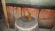 CTC - chickens 1.JPG