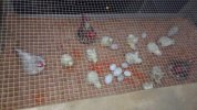 CTC - chickens 2.JPG