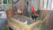 CTC - chickens 3.JPG