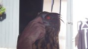ER - owl nose play.JPG