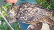 ER - big owl.JPG