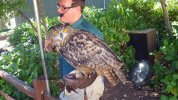ER - owl beautiful stare.JPG