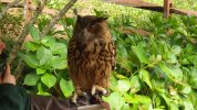 Eagle Owl 1.JPG