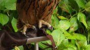 Eagle Owl - claws.JPG
