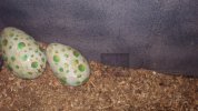 ROAE - Eggs.JPG