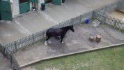 HS - Clydesdale from SB.JPG