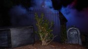 Shrubbery - Spooky.JPG