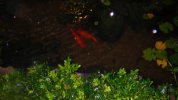 Entrance pond - koi fish.JPG