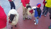 HS - sheep 1.JPG